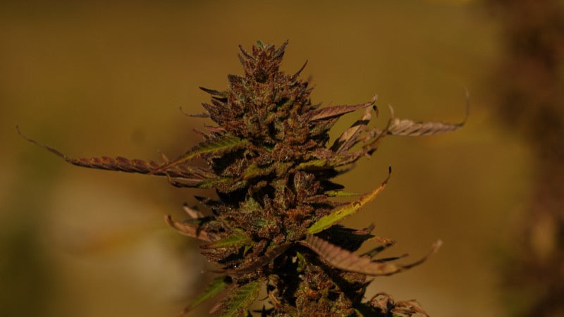 Harvest day