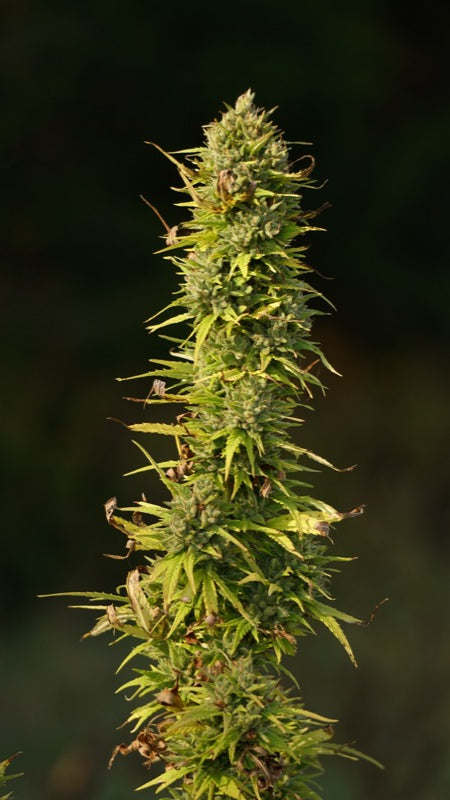 Hemp plants close-up