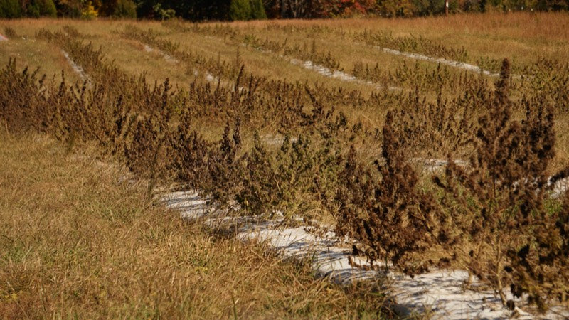 Harvest season