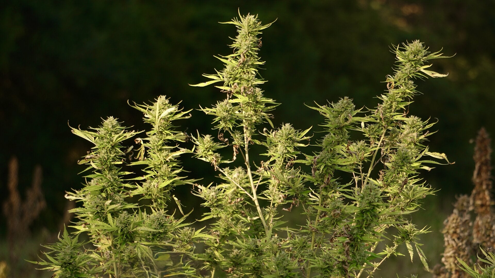 Ready to Try Premium Hemp?