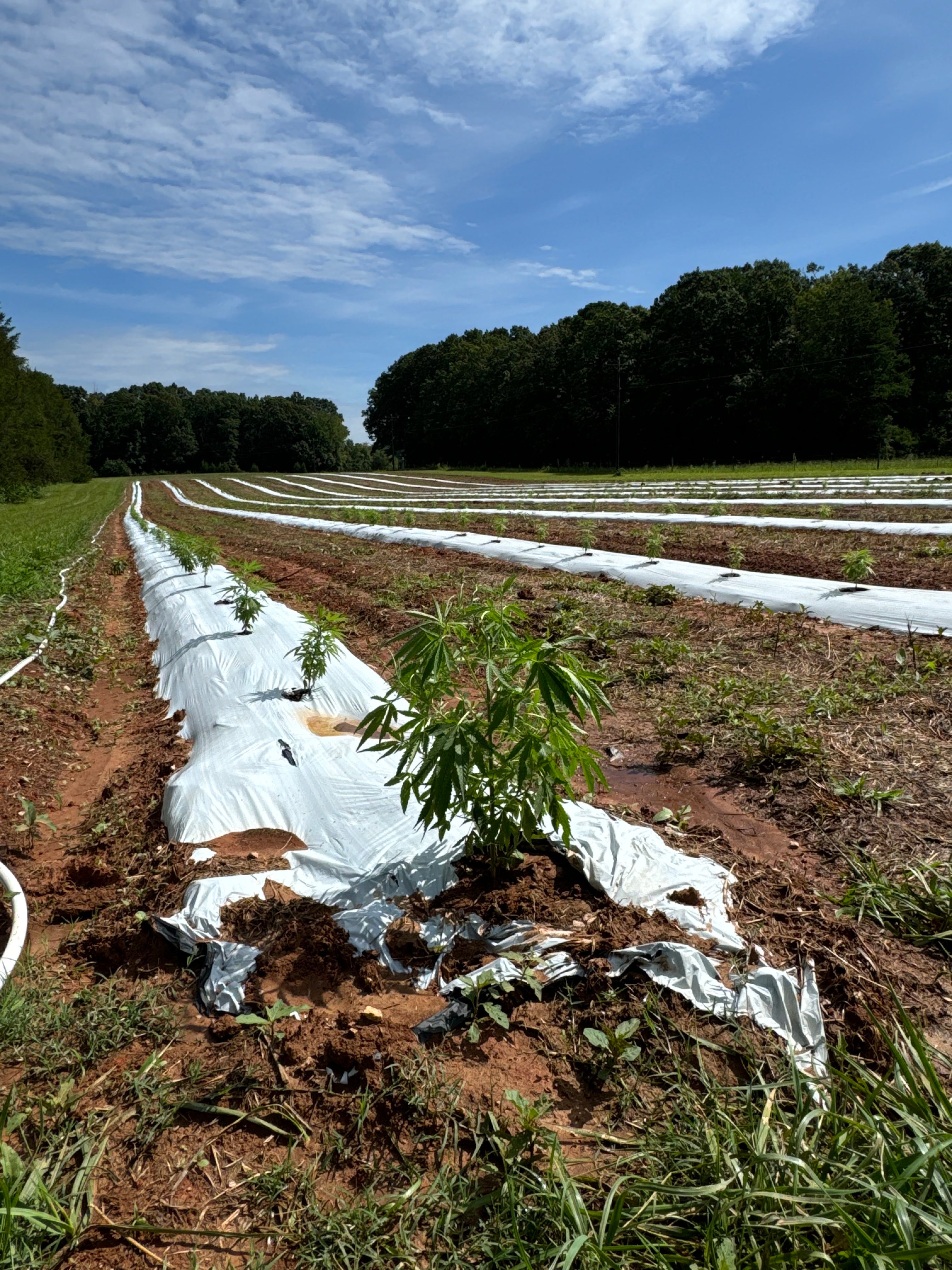 Our hemp rows running through the valley